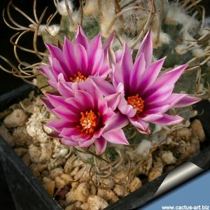 Turbinicarpus schmiedickeanus ssp. rubriflorus Bonatz 1590 Cerros Blancos, San Luis Potosi, Mexico