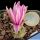 Turbinicarpus schmiedickeanus ssp. rubriflorus Bonatz 1590 Cerros Blancos, SLP