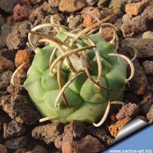 Turbinicarpus schmiedickeanus ssp. rubriflorus Bonatz 1590 Cerros Blancos, San Luis Potosi, Mexico
