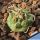 Turbinicarpus schmiedickeanus ssp. rubriflorus Bonatz 1590 Cerros Blancos, SLP