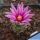 Turbinicarpus schmiedickeanus ssp. rubriflorus Bonatz 1590 Cerros Blancos, SLP