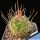 Echinofossulocactus erectocentrus La Soledad