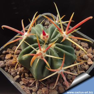 Ferocactus latispinus Tula towards Teotihuacan, Tamaulipas, Mexico