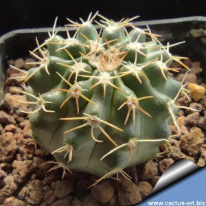 Echinocereus amoenus JR, Las Casas, Nuevo Leon, Mexico