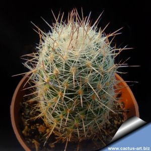 Escobaria tuberculosa CR127 El Paso Co, Texas, USA