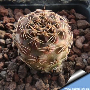 Rebutia leucanthema WR305 Cana Cruz, Chuquisaca, Bolivia 3600m