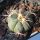 Echinocactus horizonthalonius Bunuelos, Coahaula, Mexico
