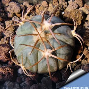 Echinocactus horizonthalonius Bunuelos, Coahaula, Mexico