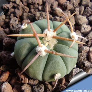 Echinocactus horizonthalonius RC380 North of Pinos, Zacatecas, Mexico