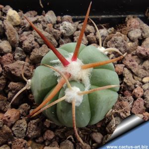 Echinocactus horizonthalonius VZD546 La Morita, San Luis Potosi, Mexico