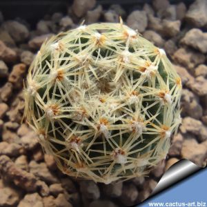 Pediocactus despainii SB989 Emery Co, Utah, USA