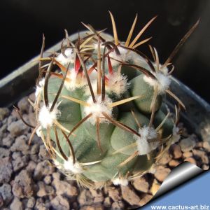 Sclerocactus cloverae v. brackii SB1011 Bloomfield, New Mexico, USA