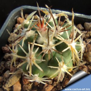 Sclerocactus glaucus JM15 Delta Co, Colorado, USA