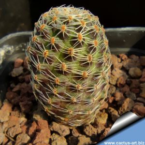 Rebutia pygmaea 'haagei' v. canacruzensis WR642 Cana Cruz, Chuquisaca, Bolivia 3700m
