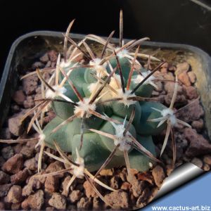 Sclerocactus glaucus VVZ089 Una, Garfield Co, Colorado, USA