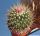 Echinofossulocactus sulphureus