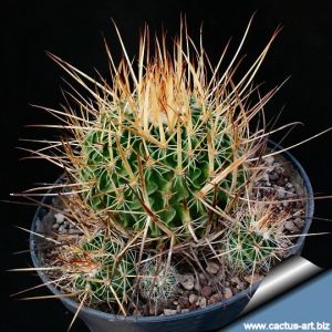 Echinofossulocactus sulphureus