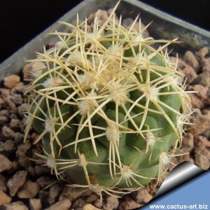 Sclerocactus mesae-verdae SB303 Shiprock, New Mexico, USA