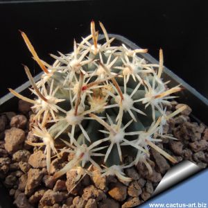 Sclerocactus spinosior SB693 Beaver Co, Utah, USA