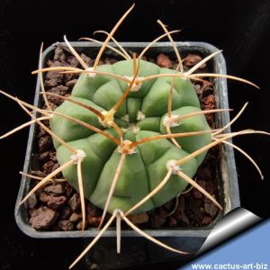 Gymnocalycium bayrianum P399 North of Trancas, Tucuman, Argentina 800m