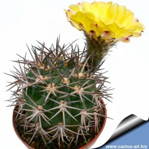 Acanthocalycium thionanthum v. brevispinum P42 Sierra de Quilmes, Salta, Argentina, 1700m