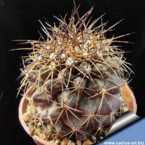 Copiapoa longispina Sierra Hornillos, South of Copiapò, Chile