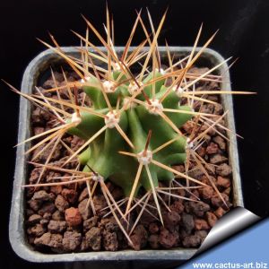 Echinocereus coccineus v. roemeri DJF 1306 Mela Creek, Llano County, Texas, USA