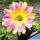 Echinopsis hybrid cv. TRINITY