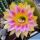 Echinopsis hybrid cv. TRINITY