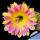 Echinopsis hybrid cv. TRINITY