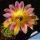 Echinopsis hybrid cv. TRINITY