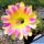 Echinopsis hybrid cv. TRINITY