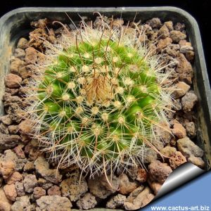 Parodia weberiana v. microsperma