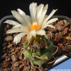Turbinicarpus klinkerianus MZ406 La Negrita, San Luis Potosi, Mexico
