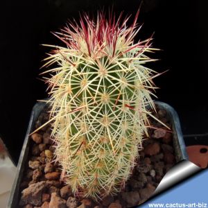 Echinocereus chloranthus SB506 Dona Ana County, New Mexico, USA