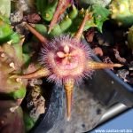 Duvalia corderoyi