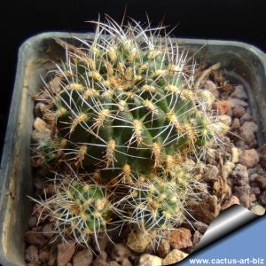 Sulcorebutia cantargalloensis LH1419 Cantargallo, Chiquisaca, Bolivia