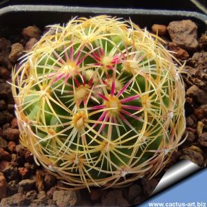 Thelocactus schwarzii RS209 Estacion Calles, Tamaulipas, Mexico