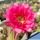 Hildewintera hybrid cv. BOOM