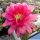 Hildewintera hybrid cv. BOOM