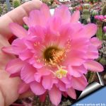 Hildewintera hybrid cv. BOOM