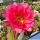 Hildewintera hybrid cv. BOOM