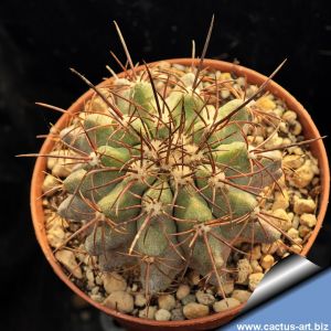 Copiapoa lembckei North of Caldera, Chile