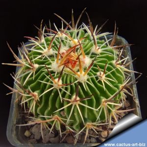 Echinofossulocactus anfractuosus GM693 San Andres Deboxtha, Hidalgo, Mexico