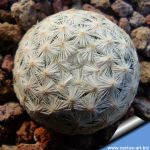 Mammillaria herrerae Vista Hermosa, Queretaro, Mexico