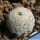 Mammillaria herrerae Vista Hermosa, Queretaro, Mexico