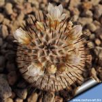 Mammillaria perezdelarosae ssp. andersoniana