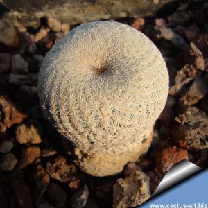 Epithelantha bokei