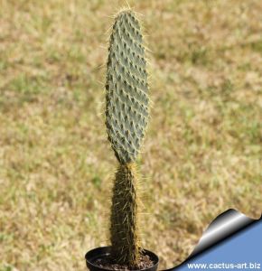 Opuntia galapageia