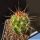 Echinocereus arizonicus Pinal/Gila Co., Arizona, USA